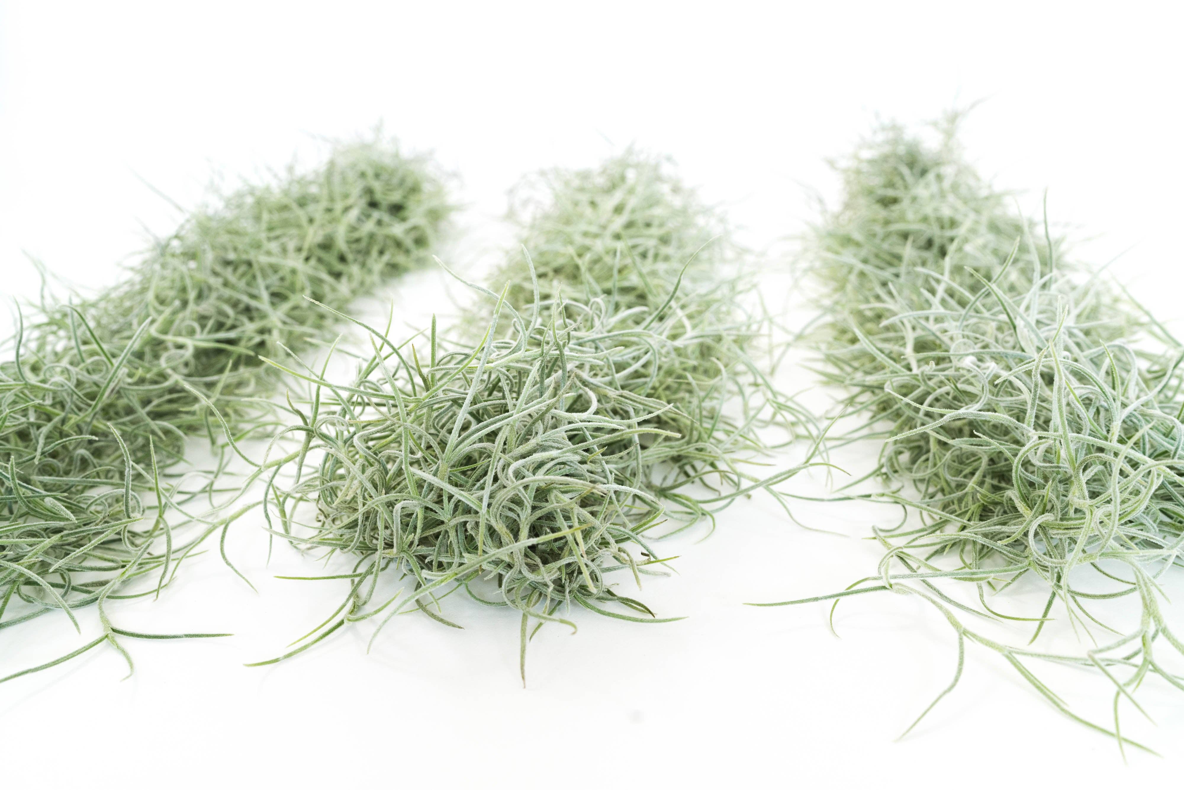 Air Plant Shop - Wholesale Live Plant - Colombia Thick Spanish Moss - Tillandsia Usneoides5