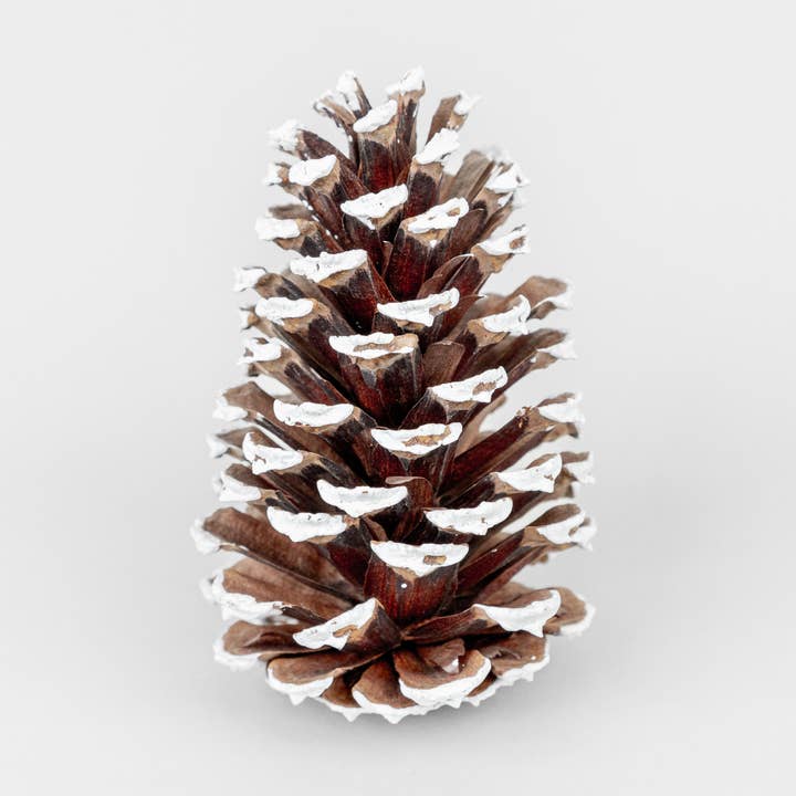 White Tipped Loblolly Pinecones - 3-4 Inches Tall for wholesale by GS Foliage