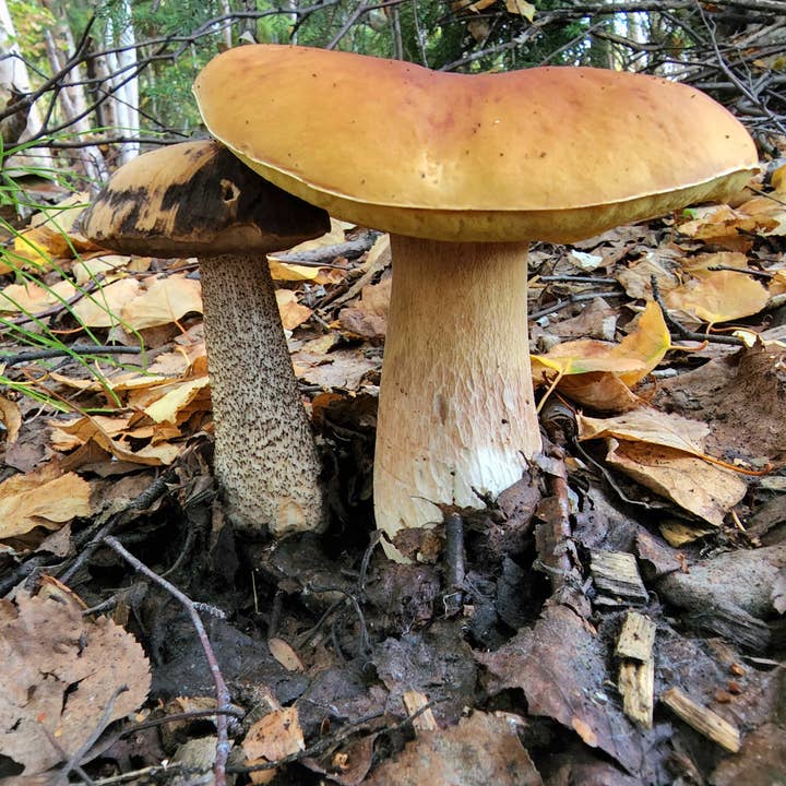 Tundra Tonics - Venta al por mayor Tinturas - Tintura silvestre forrajera de Alaska con doce hongos4