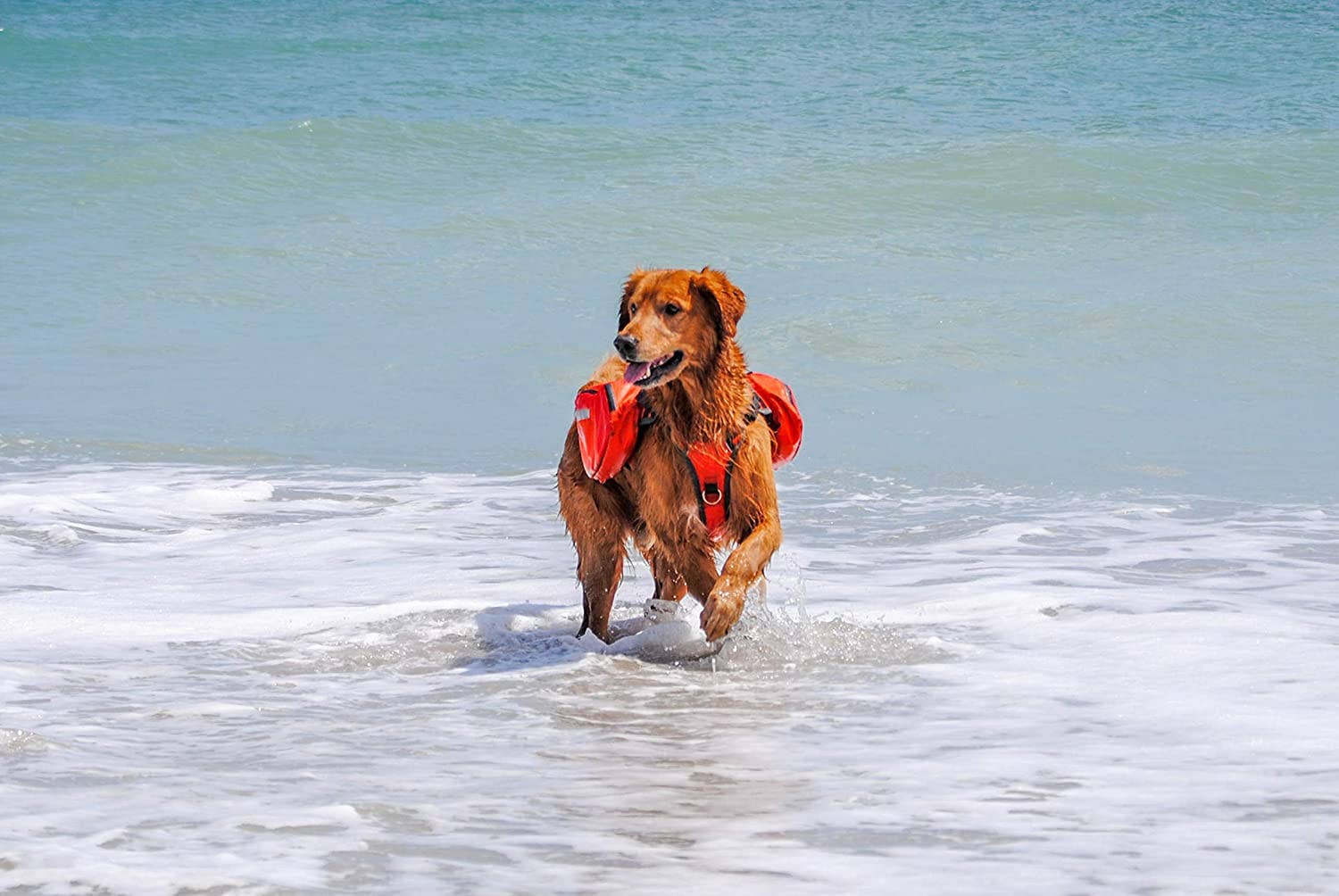 Bark Brite - Vendita all'ingrosso Giacca - Cani - Zaino salvagente multiuso Bark Brite per cani (2 taglie)3