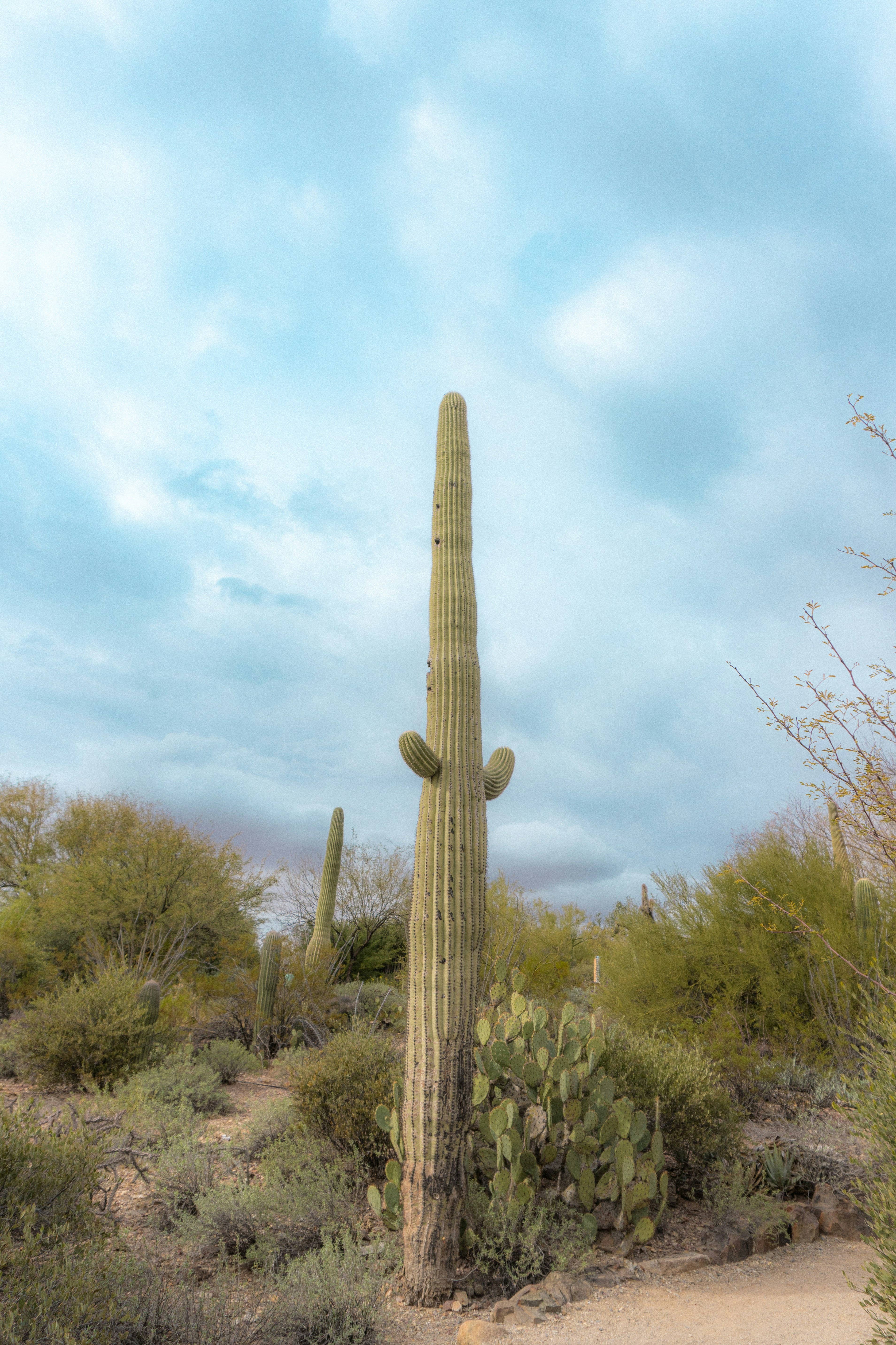 The Jonsteen Company - Wholesale Plant Seeds - Saguaro Cactus | Seed Grow Kit21