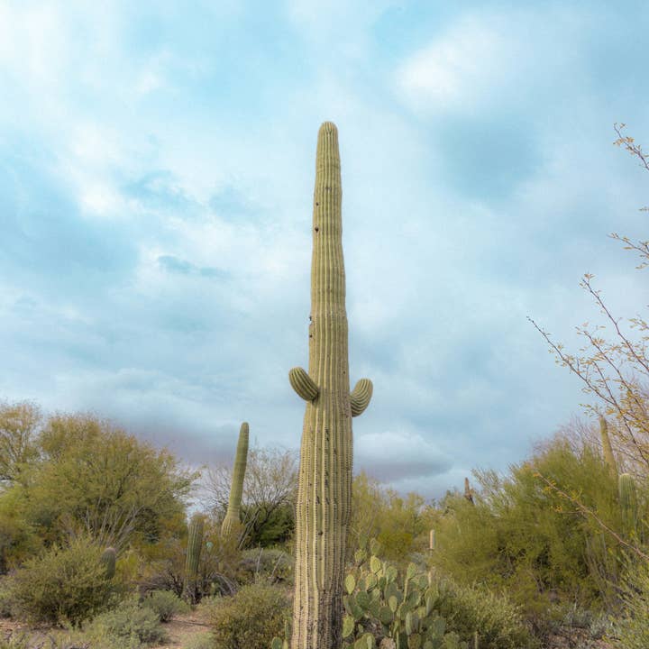 The Jonsteen Company - Wholesale Plant Seeds - Saguaro Cactus | Seed Grow Kit21