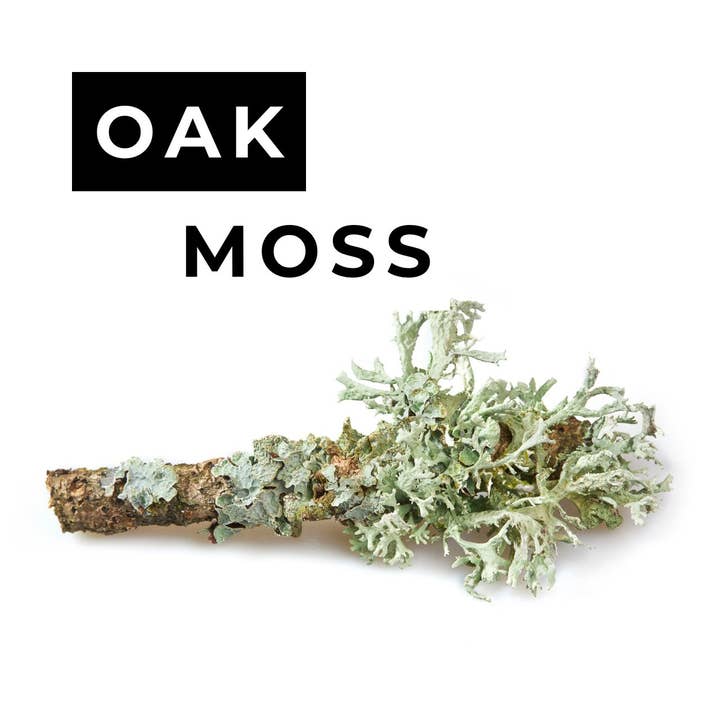 Oak Moss Candle for wholesale by ELM Candle Bar