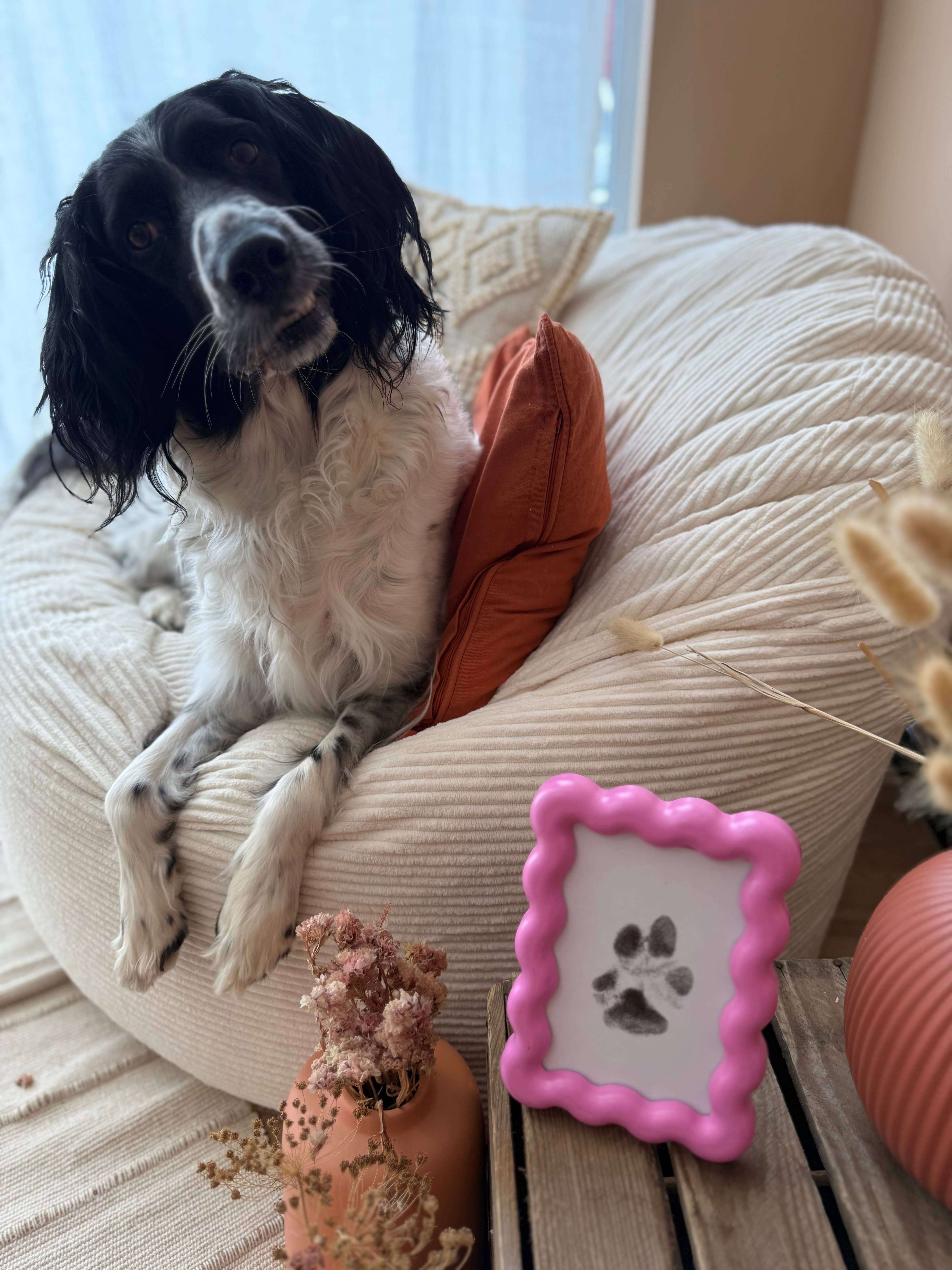 Babelle For Dogs – wholesale Pet paw/nail care accessory – Paw Print Kit  - Dog Paw Print7