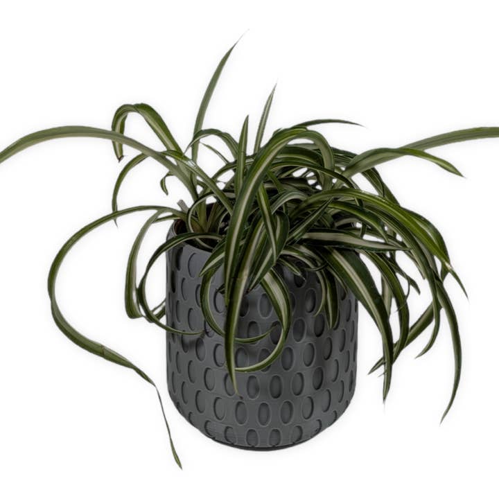 Leafprints.3d - Wholesale Plant Pot - The Bud - 4 Inch Planter with Drip Tray20