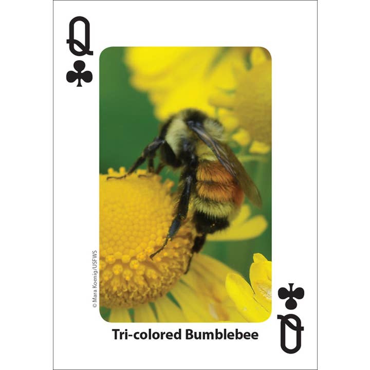AdventureKEEN - Wholesale Playing Cards - Bees & Butterflies Playing Cards