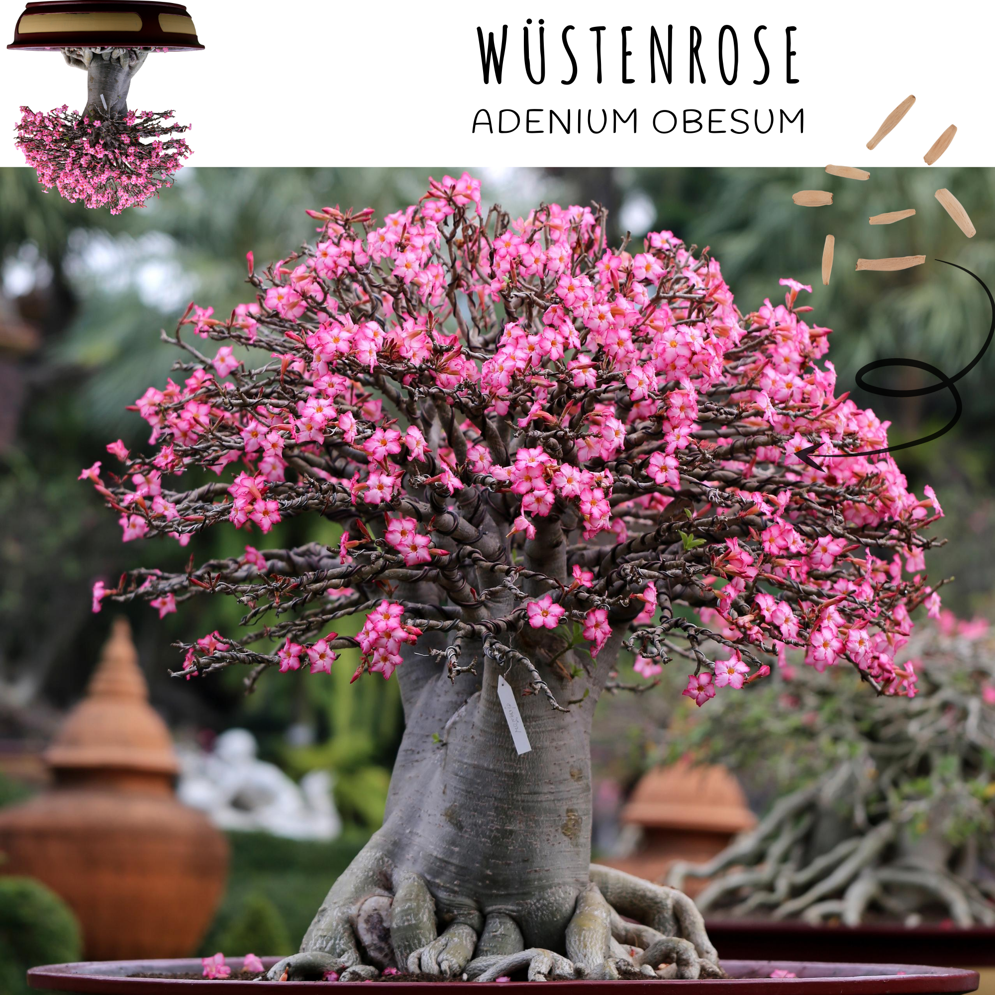 Vendix GmbH - Wholesale Plant Seeds - Extraordinary bonsai seeds with a high germination rate4