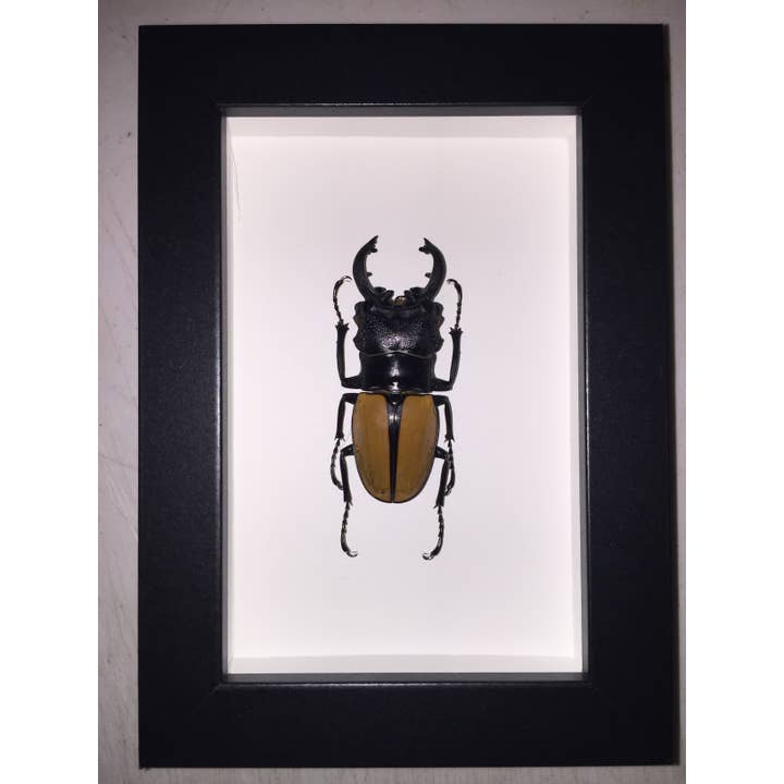 Newman Art Designs – wholesale Dimensionell/3D-väggkonst – Odontolabis ludekingi. Gyllene skalbagge i en svart ram