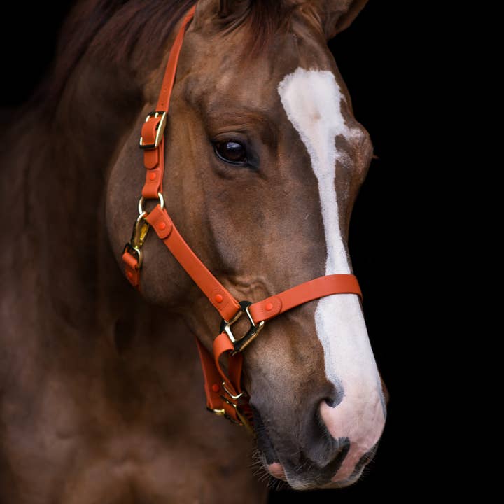 iDoggos - Vente Équipement d’équitation - Licol pour chevaux IMPERMÉABLE *MAINTENANT DISPONIBLE*2