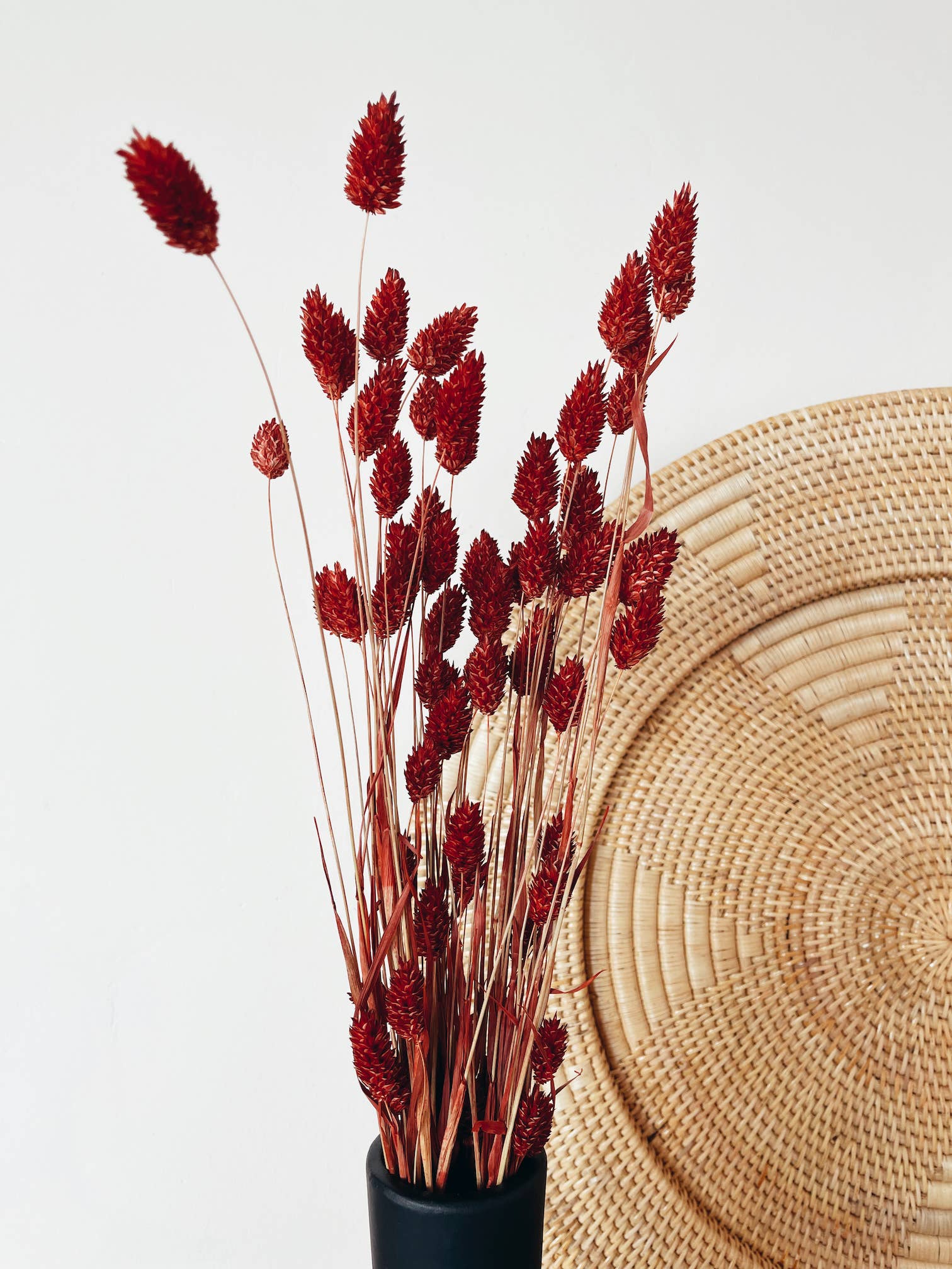 Uma Cantik - Wholesale Dried/Pressed Flowers - Phalaris Red Dried Flowers2