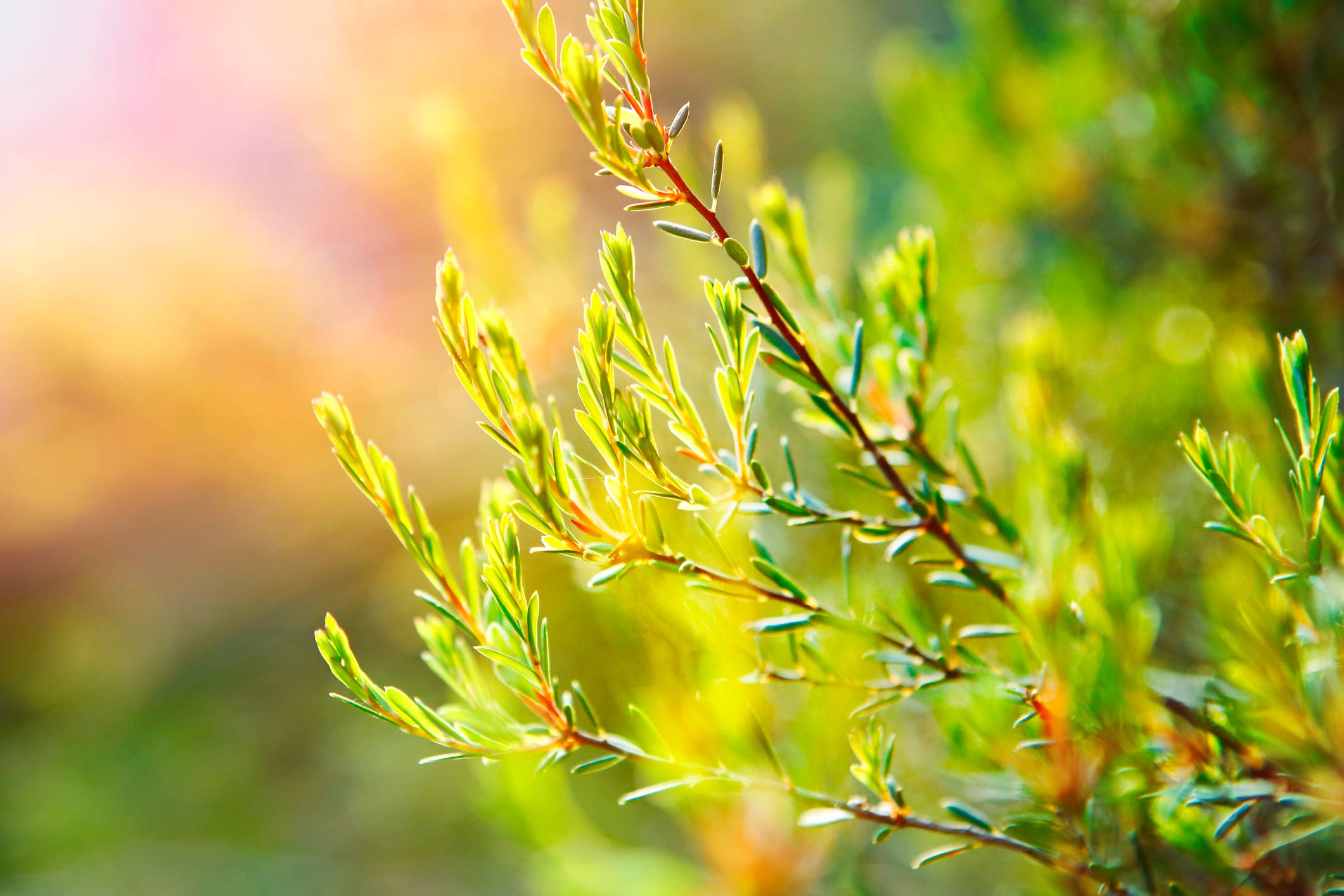 Natural Wholesale - Vente Huile essentielle - Huile essentielle d'arbre à thé - 100 % pure | Vente en gros3