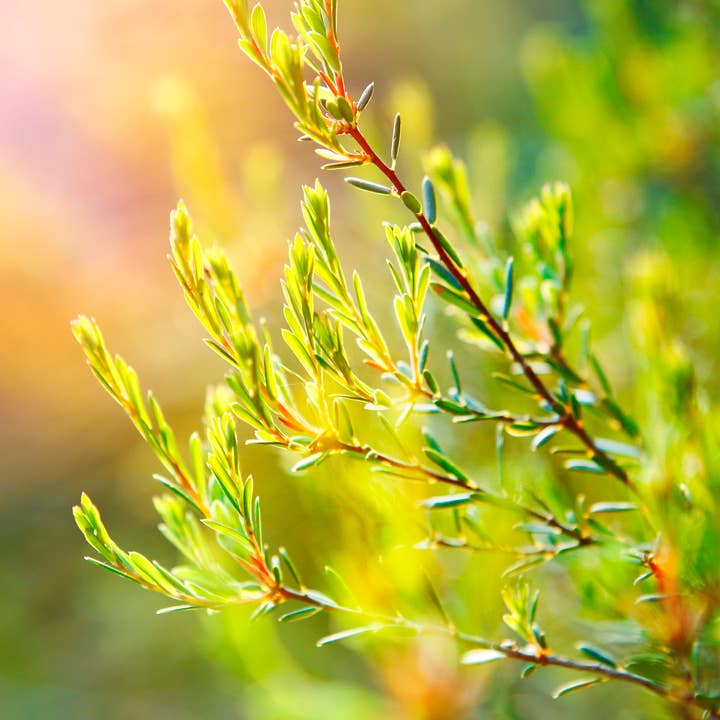 Natural Wholesale - Wholesale Essential Oil - Tea Tree Essential Oil3