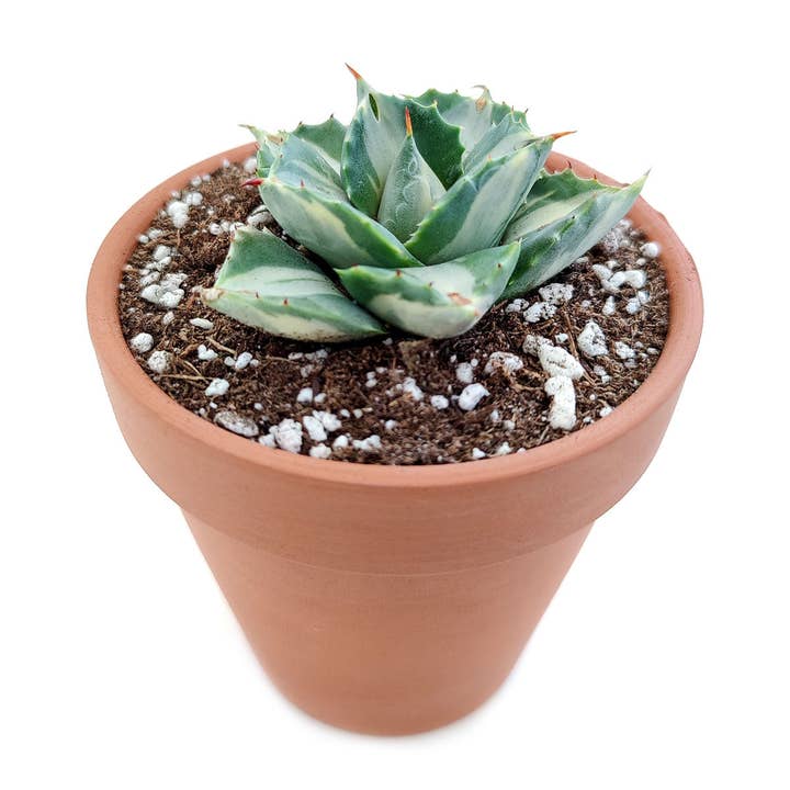 Best Plant Friend - Wholesale Succulent - Variegated Butterfly Agave - Live Succulents 3.5 inch Pot