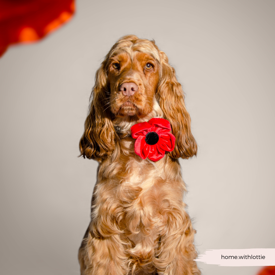 Cocopup London – wholesale Pet collar – Dog – Poppy Collar Flower7