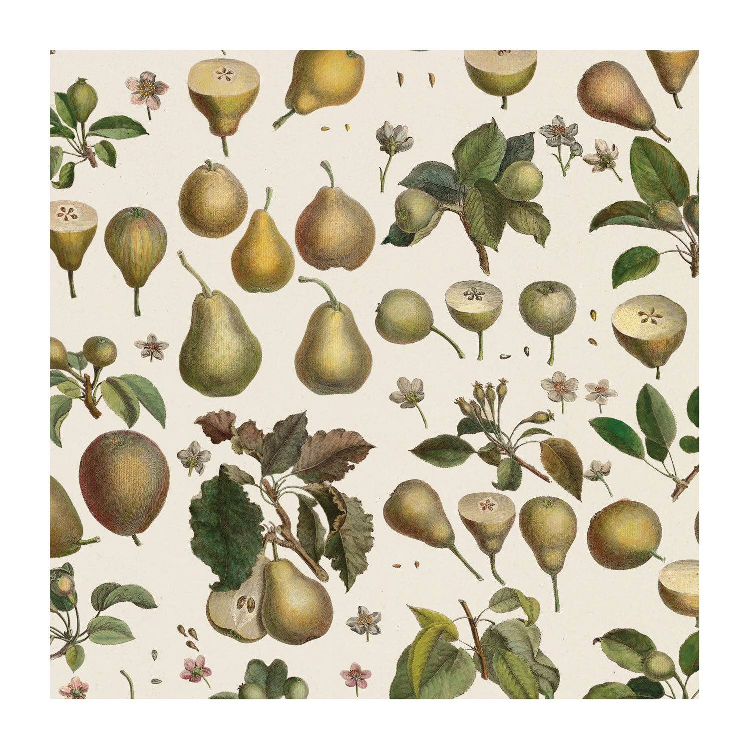 The Pattern Book - Wholesale Flat Wrap - Pears gift wrap1