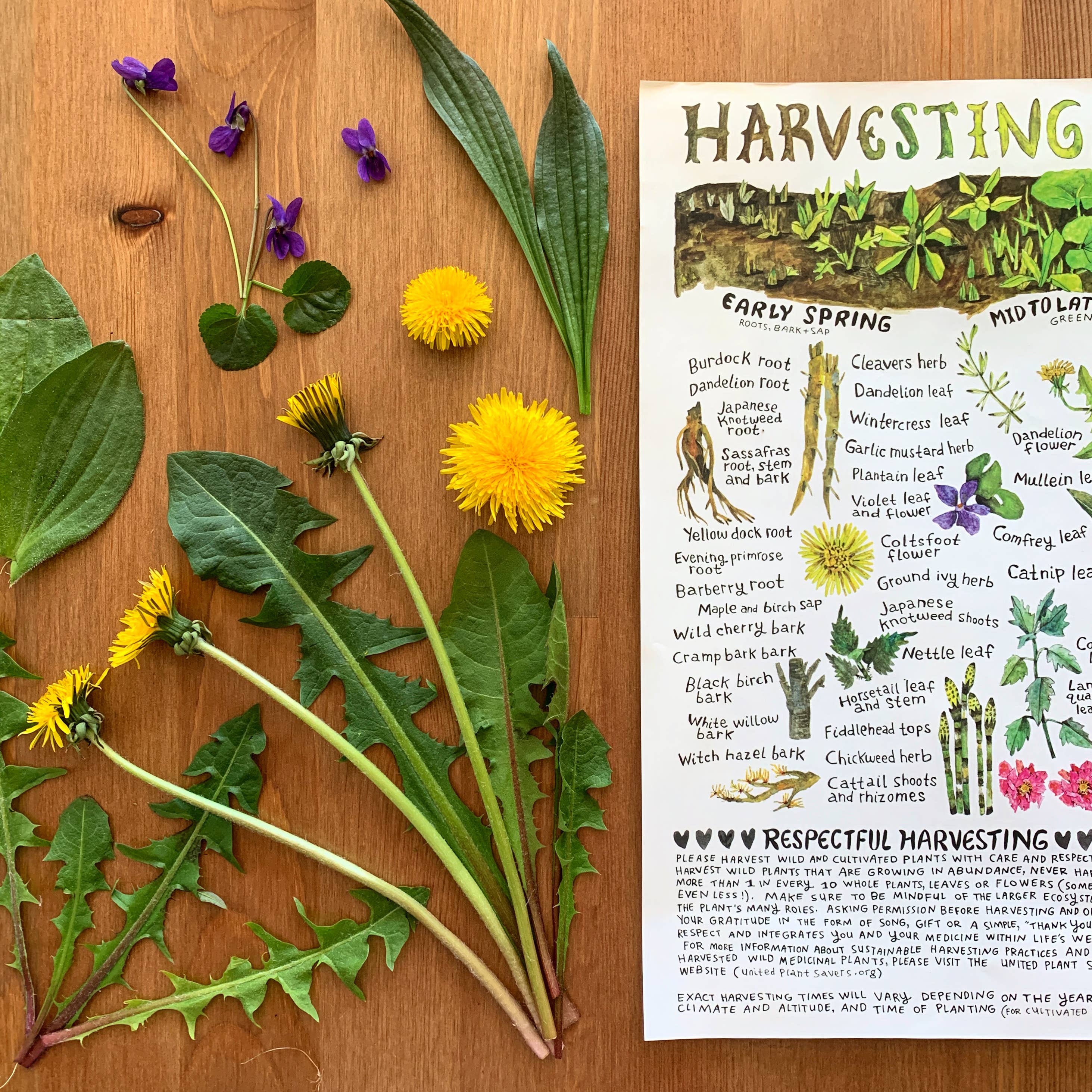 Thyme Herbal - Wholesale Poster - Harvesting and Wildcrafting Calendar1
