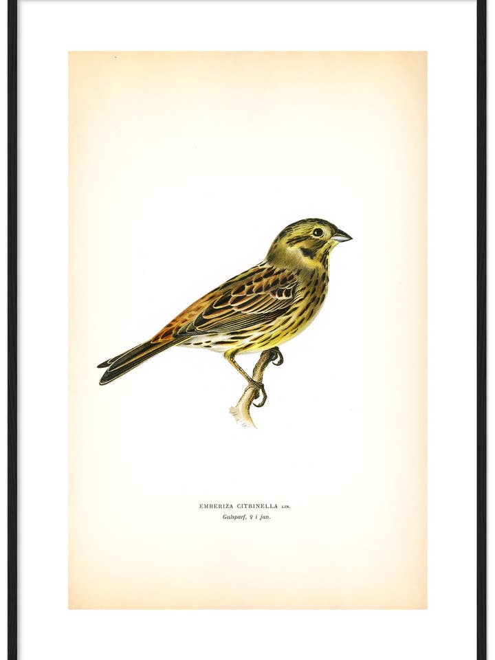 Gulsparv, vinterdräkt för wholesale av Svenska Fåglar