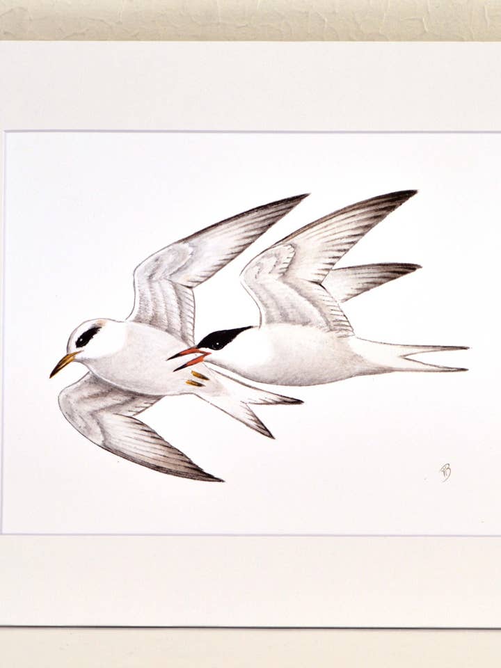 Garajau de Forster, Estampado Mate, Aguarela Um Tipo por atacado de Streetlightbirds