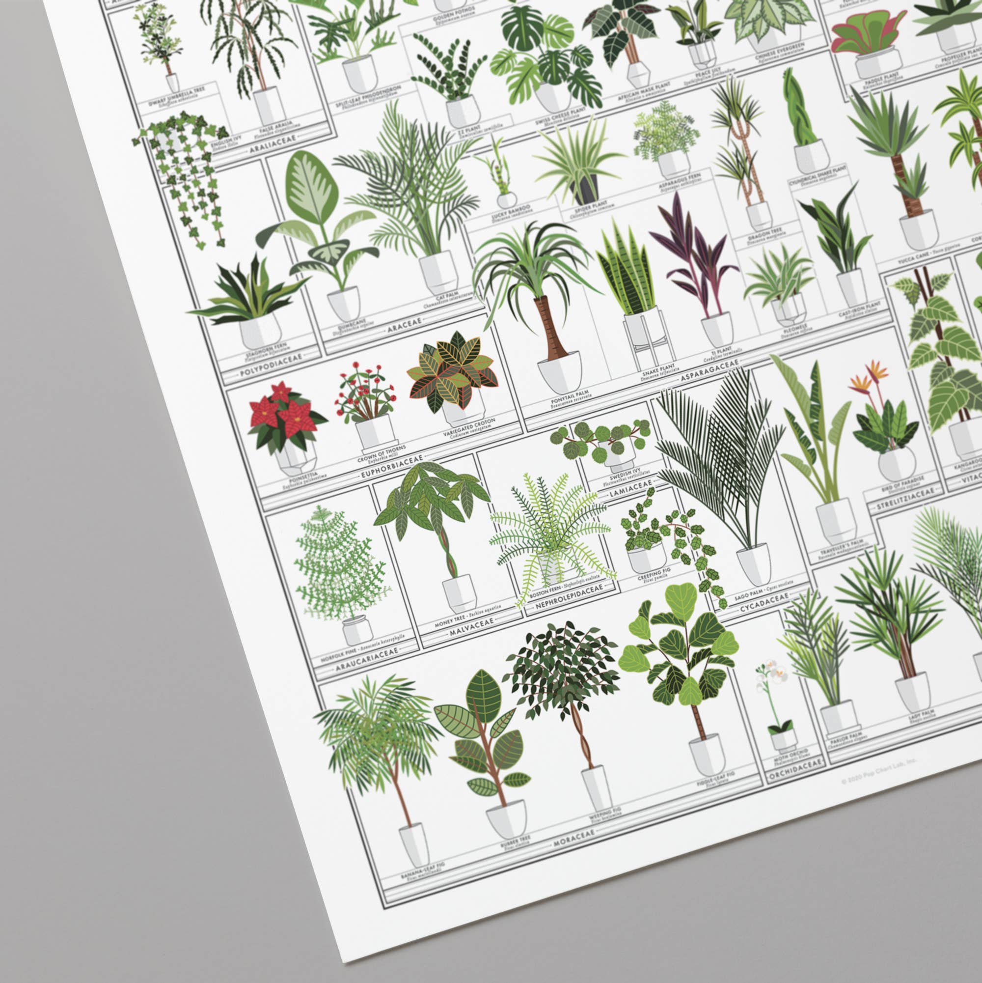 Pop Chart - Vente Affiche d'art - Le tableau horticole des plantes d'intérieur | Impression artistique 16" x 20"2