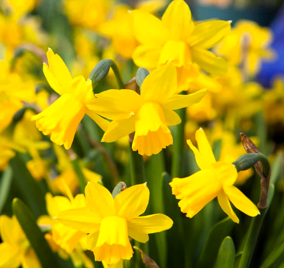 GardenPerspective – wholesale Live plant – 5 - Narcissus Daffodil Plants Perennial Bare Roots Outdoor3