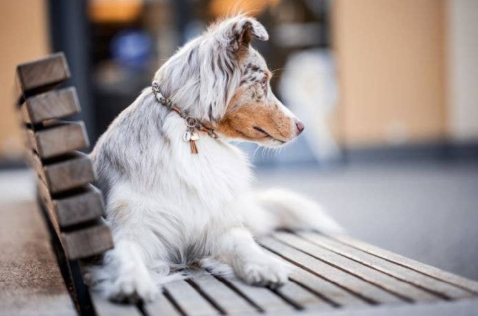 Felius for Dogs - Wholesale Pet Collar - Dog - EM Ceramic Dog Necklace ★Gipsymee★ Natural Shades - Beige7