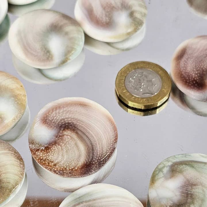 Distinction Crystals – wholesale Spiritual stone/crystal – Shiva Shell Crystal2