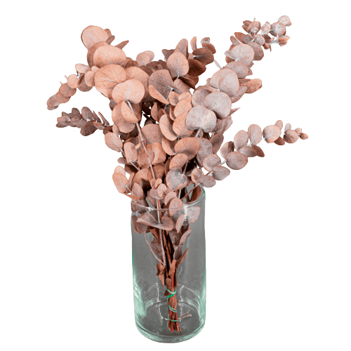 Concari.flores Preservadas - Wholesale Artificial Flowers - PRESERVED CINEREA EUCALYPTUS2