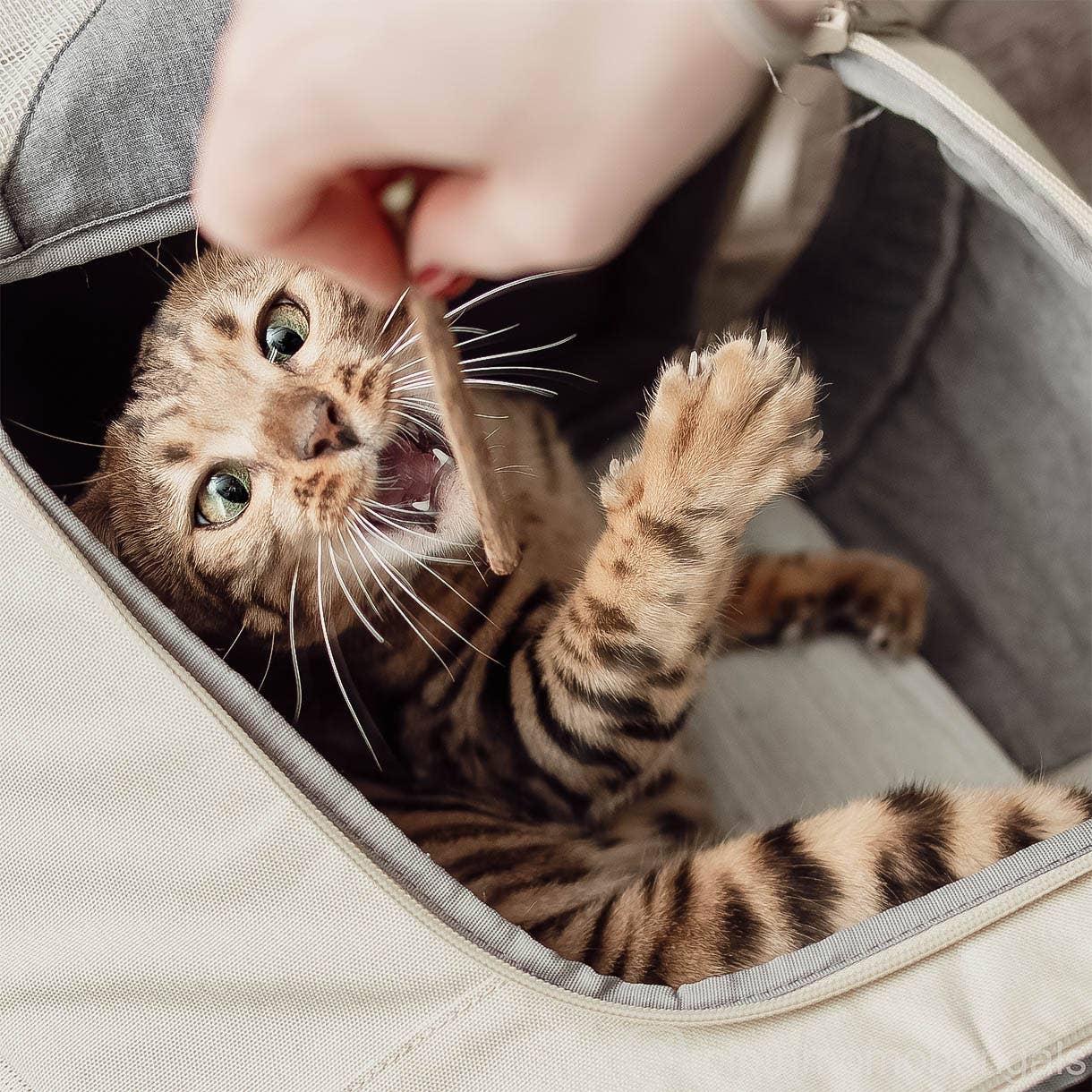 ne&no – Engroshandel Legetøj - Kat – ne&no® Matatabi pinde til katte - sæt med 3 - i gaveæske2