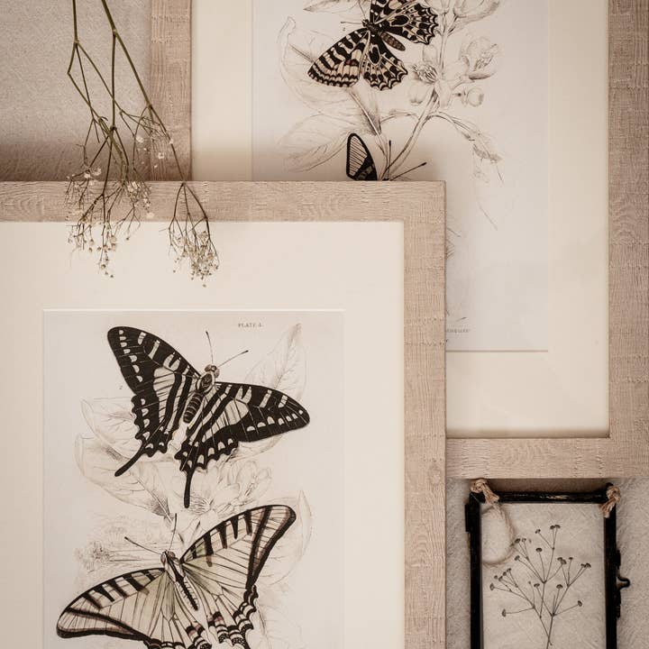 Coultura - Wholesale Gallery Wall Set - Framed Set of Four Vintage Butterfly Art Prints 01 (Sand Frame Collection)1