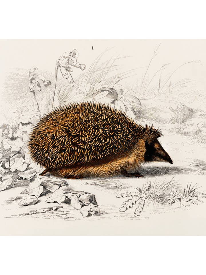 Hedgehog for wholesale by Sweet Tree Cards