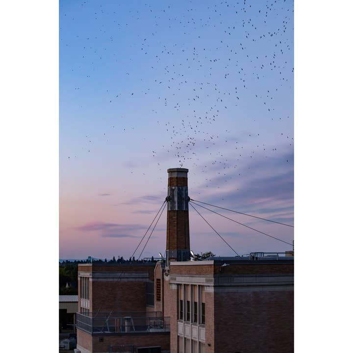 Tirage photographique « Swift Nights » • PNW, Portland, Birds pour la vente par Andrea Morris Art