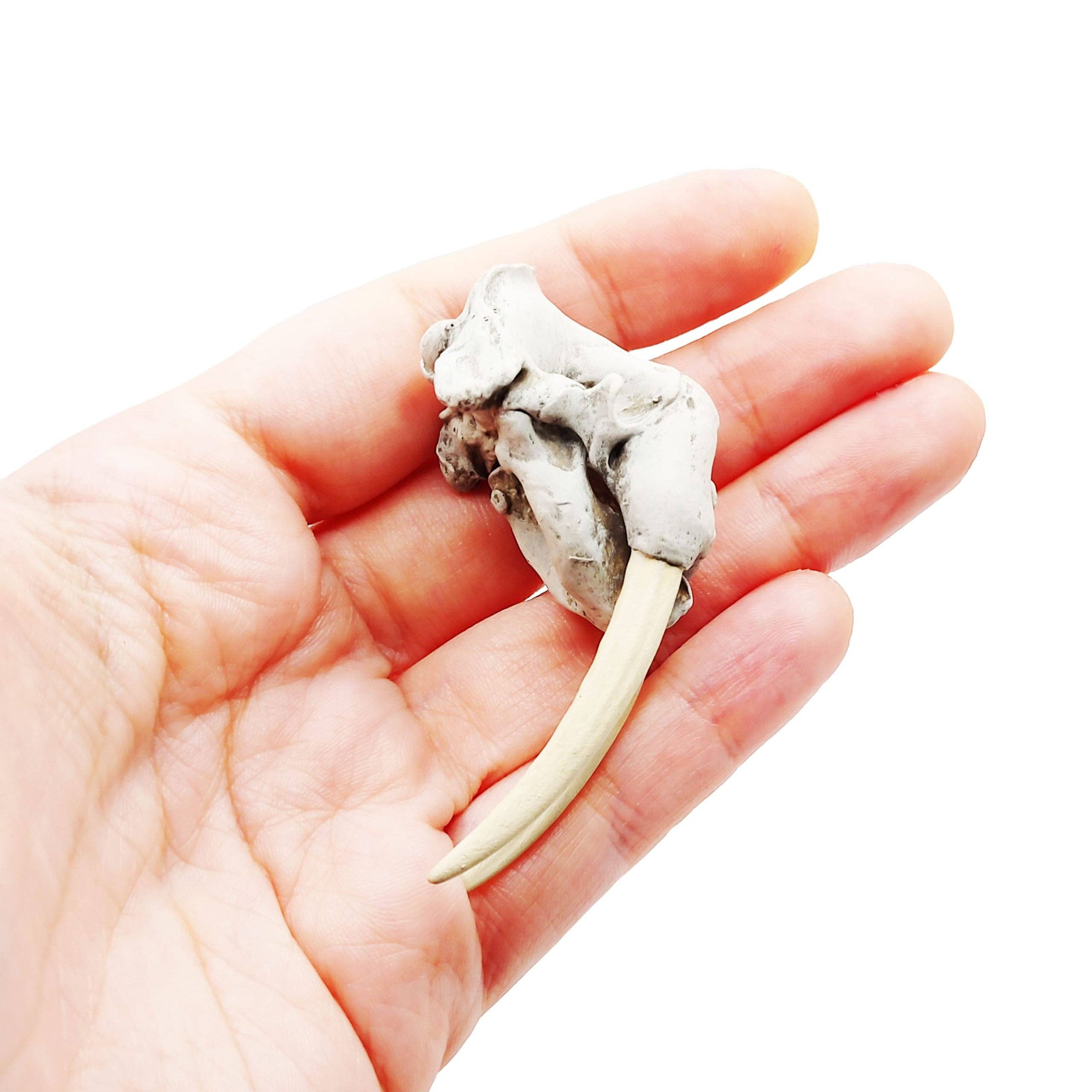 The Scale Grail - Wholesale Decorative Figurine - Walrus Skull Replica2