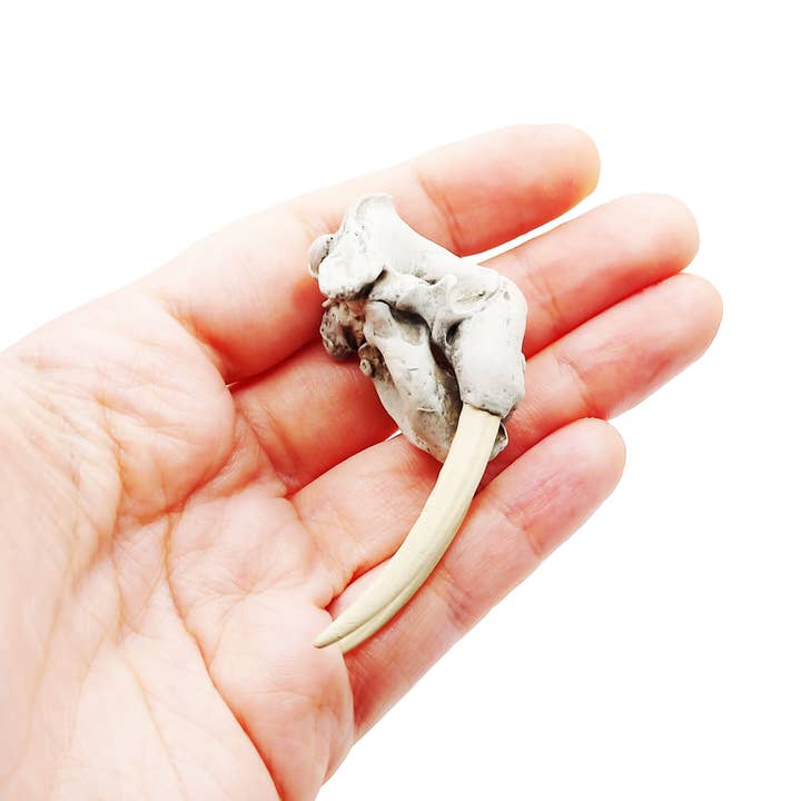 The Scale Grail - Wholesale Decorative Figurine - Walrus Skull Replica2