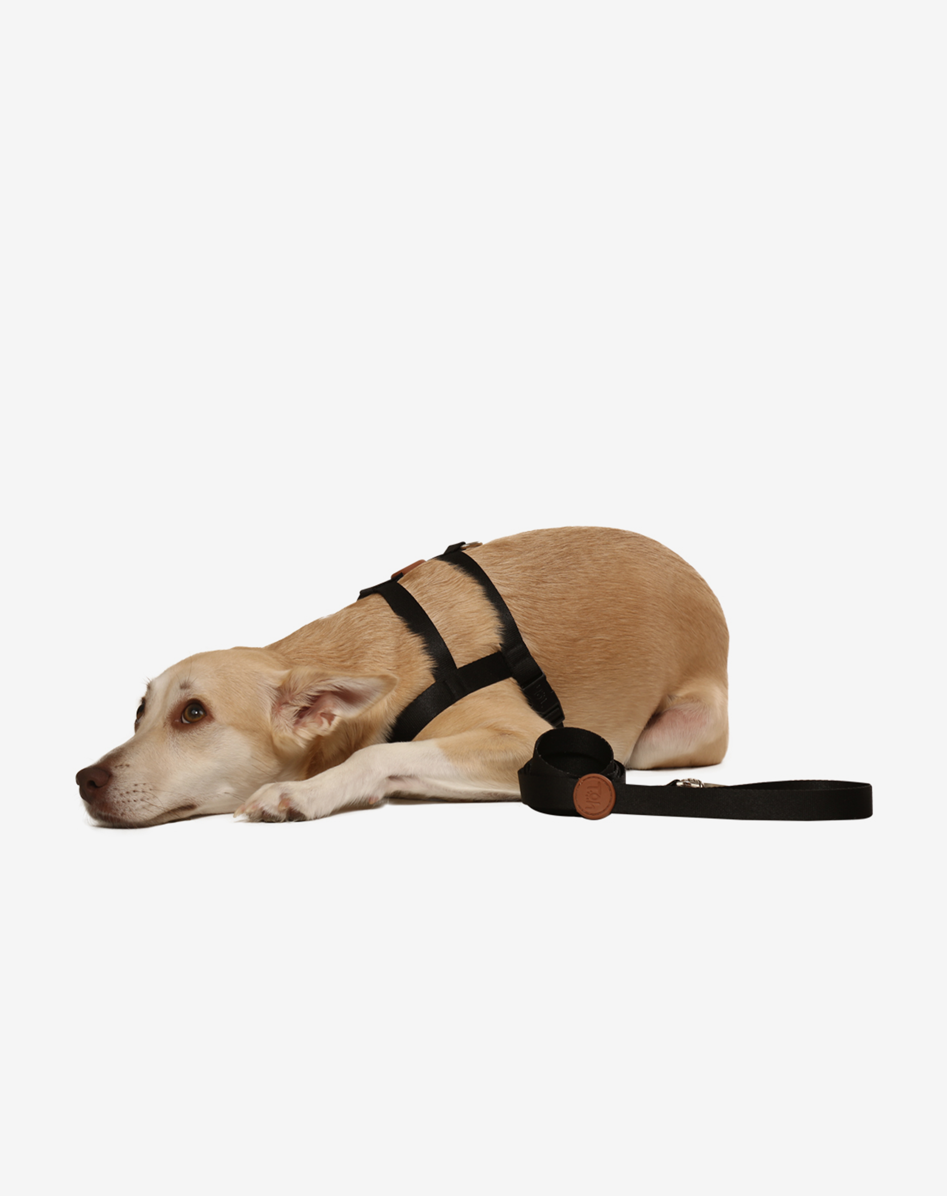 Toh - Wholesale Pet Harness - Dog - Conjunto Básico de Arnês + Trela Preto1