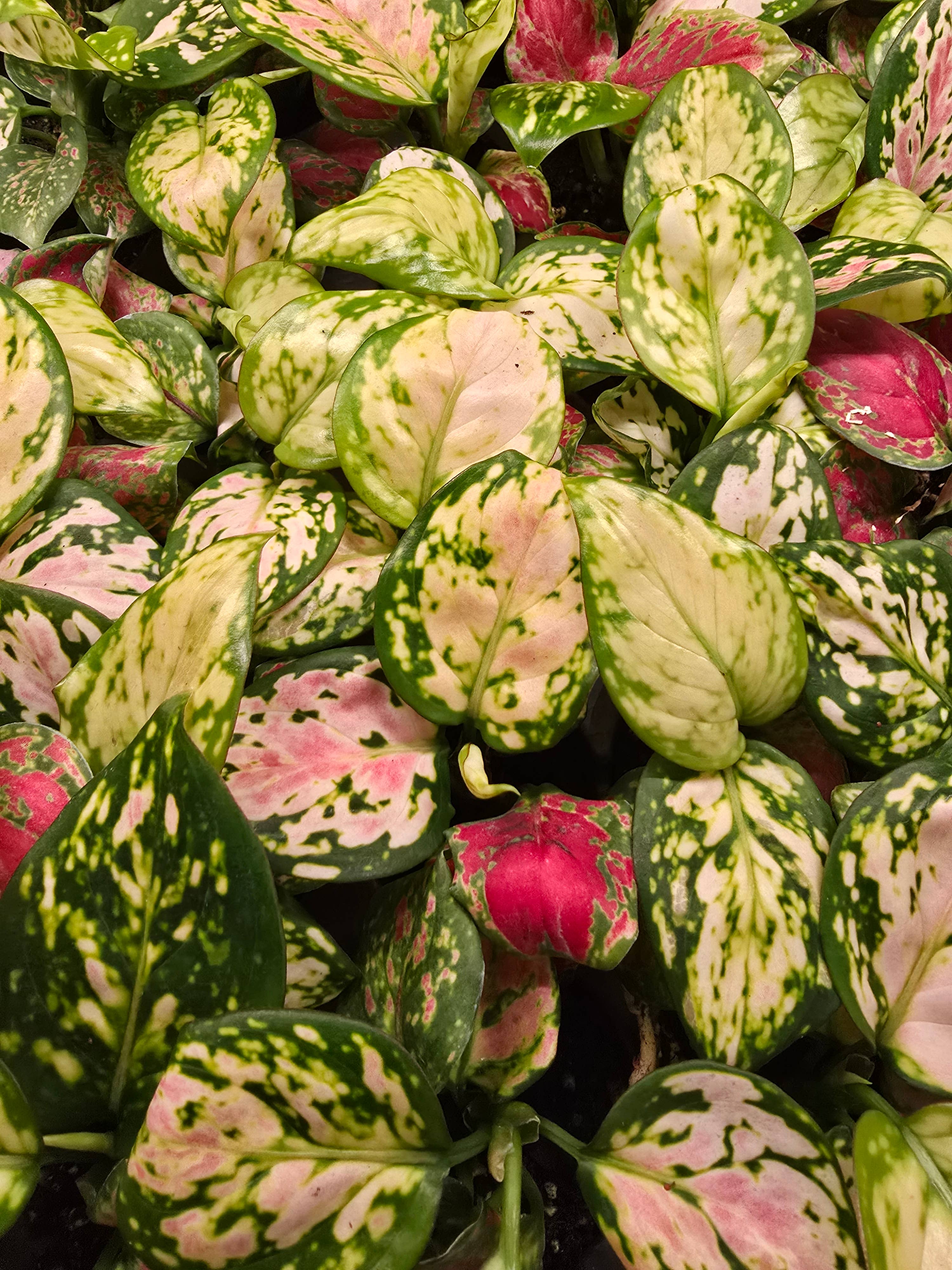 Dick's Sticks and Exotics - Wholesale Live Plant - Growers Choice Mega Mix. Unpotted. 12