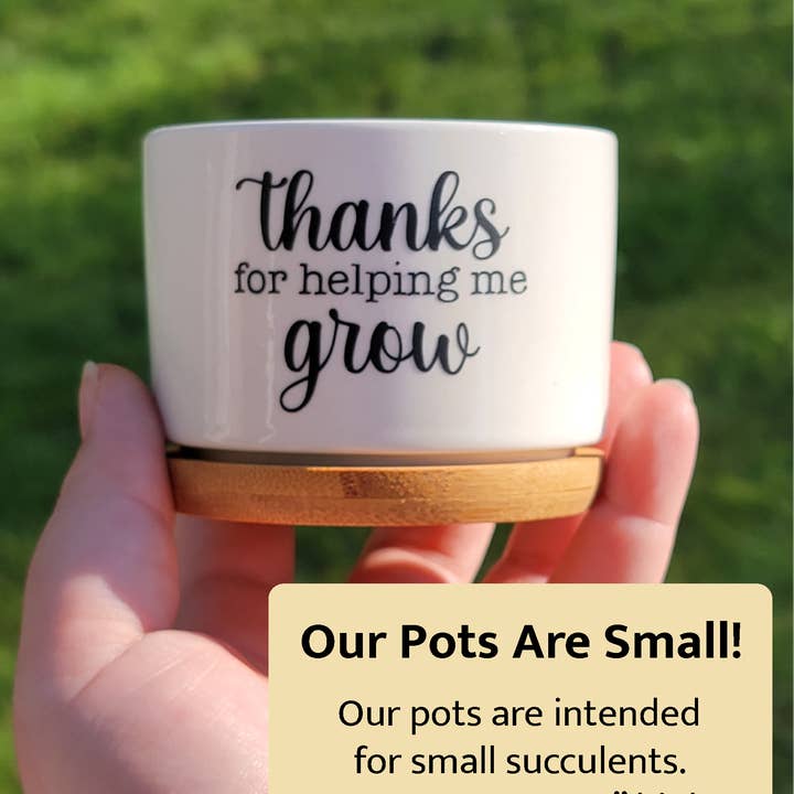 Vulpine Vinyls - Wholesale Plant Pot - I Wet My Plants Funny Succulent Pot, Multiple Sayings