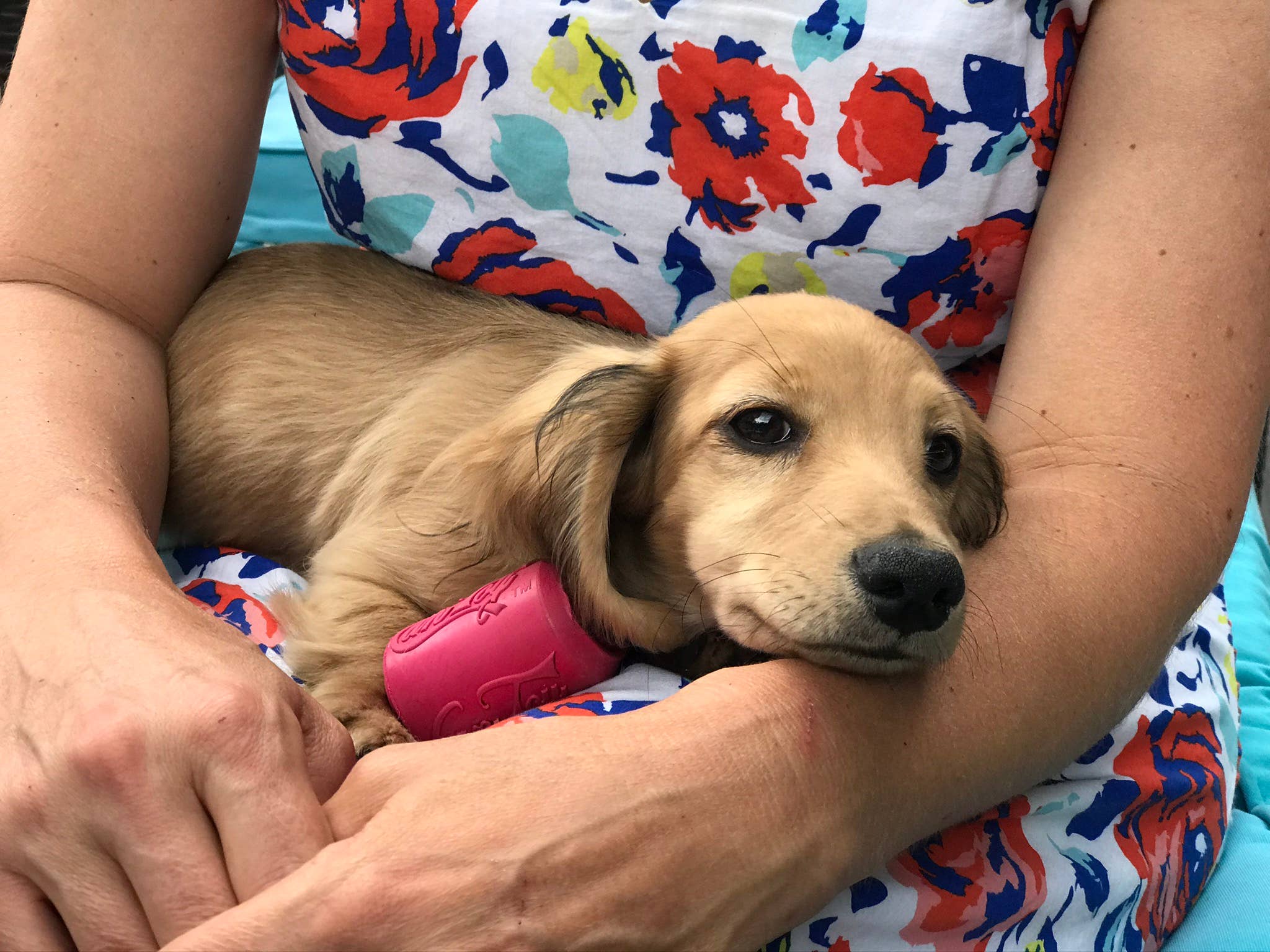 SodaPup Dog Toys - Vendita all'ingrosso Giocattolo da masticare - Cani - SP - Giocattolo per cuccioli, giocattolo da masticare, dispenser per dolcetti, colore: Rosa7