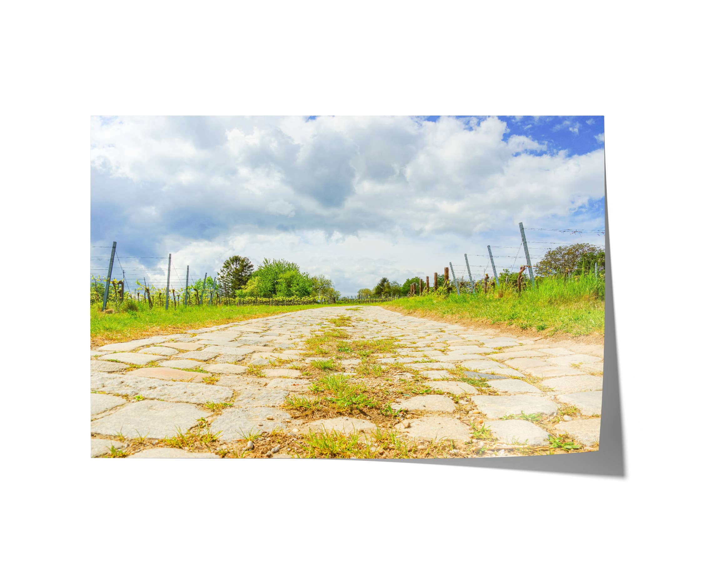 Natasha Riha Photography - Wholesale Photograph - Weinberge | Fine Art Fotodruck