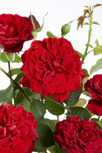 Oasis of Life – Großhandel Künstliche Blumen – Rose Crazy in Love Red – Rote Edelrose – Ø15cm – ↕65cm Höhe – Duftende Gartenrose mit samtroten Blüten – Für Terrasse, Balkon & Garten0
