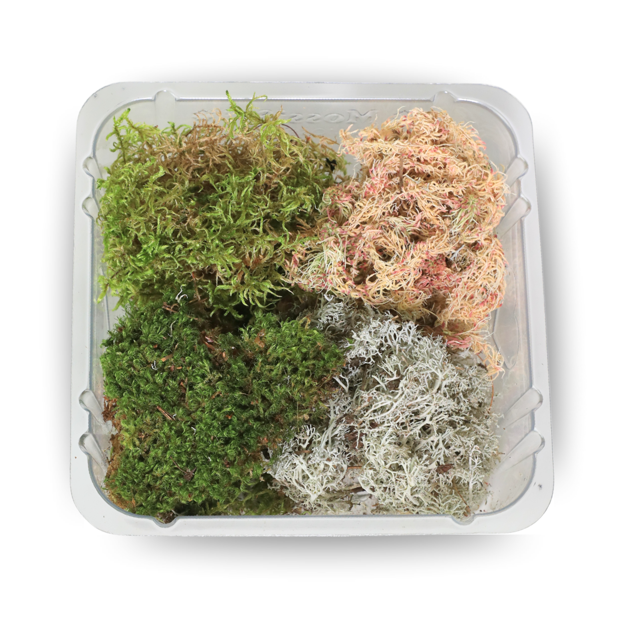 Mossify - Wholesale Live Plant - Revita-Moss Mixed Pack – 4 Species of live / dormant moss6