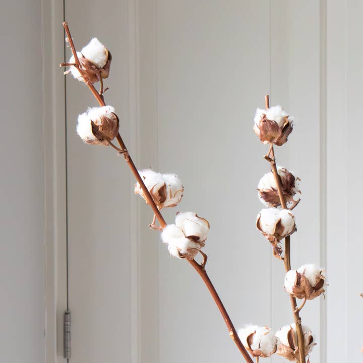 Oasis of Life - Wholesale Dried/Pressed Flowers - Dried Flowers Cotton Branches – Set of 3 – Naturally Dried Cotton – Height 40–60cm – Decoration for Vase, Living Room & Wedding – Durable & Easy to Care For3
