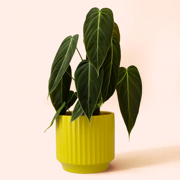 Monroe Jardinière | Palmier pour la vente par Jungle Club