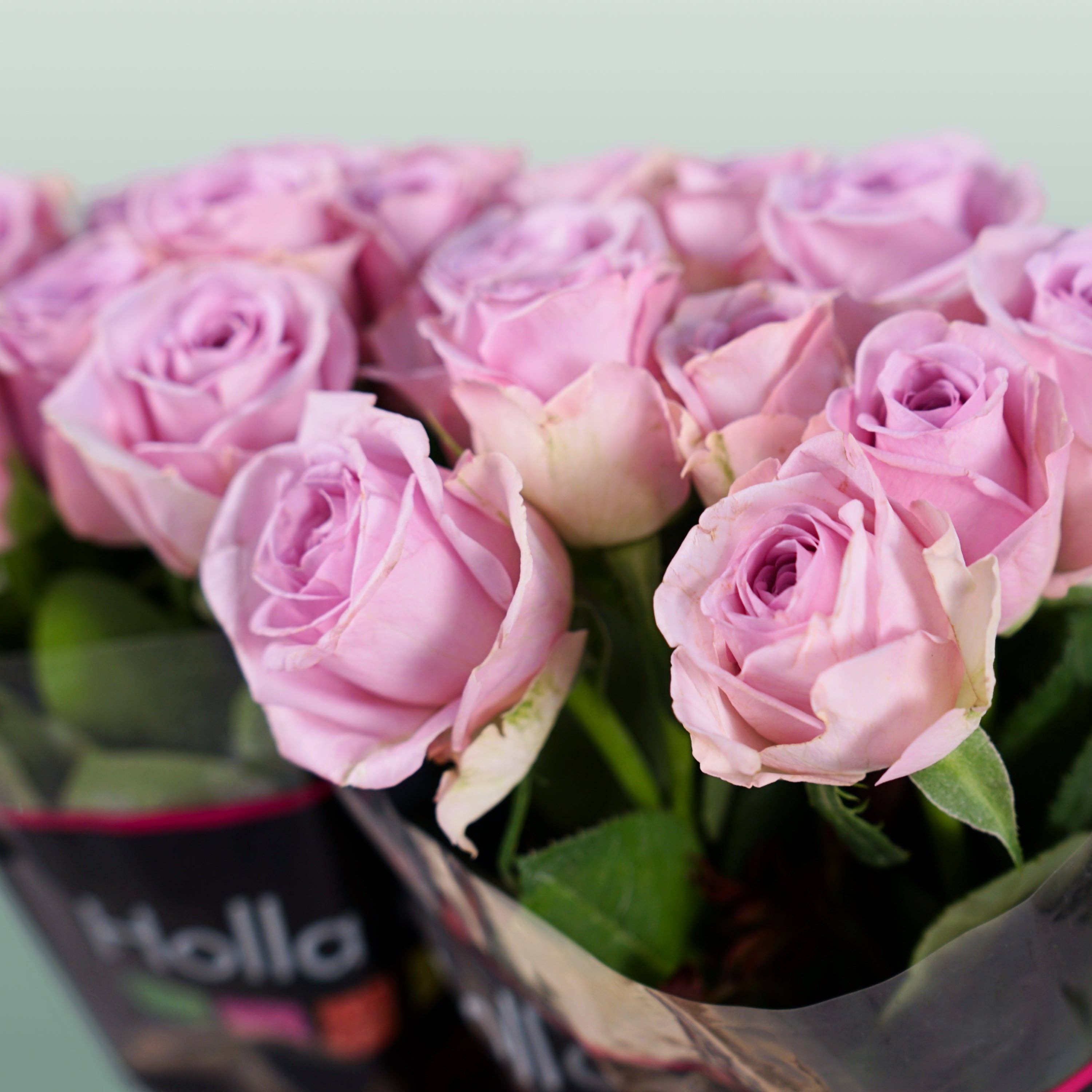 Purple Rose Lovely Aqua (20 Stems) for wholesale on Faire3