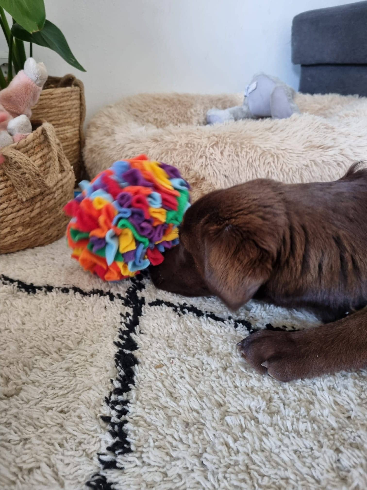 Pawcord by Franzi - Wholesale Pet Toy - Cat/Dog - Rainbow-coloured sniffing ball1