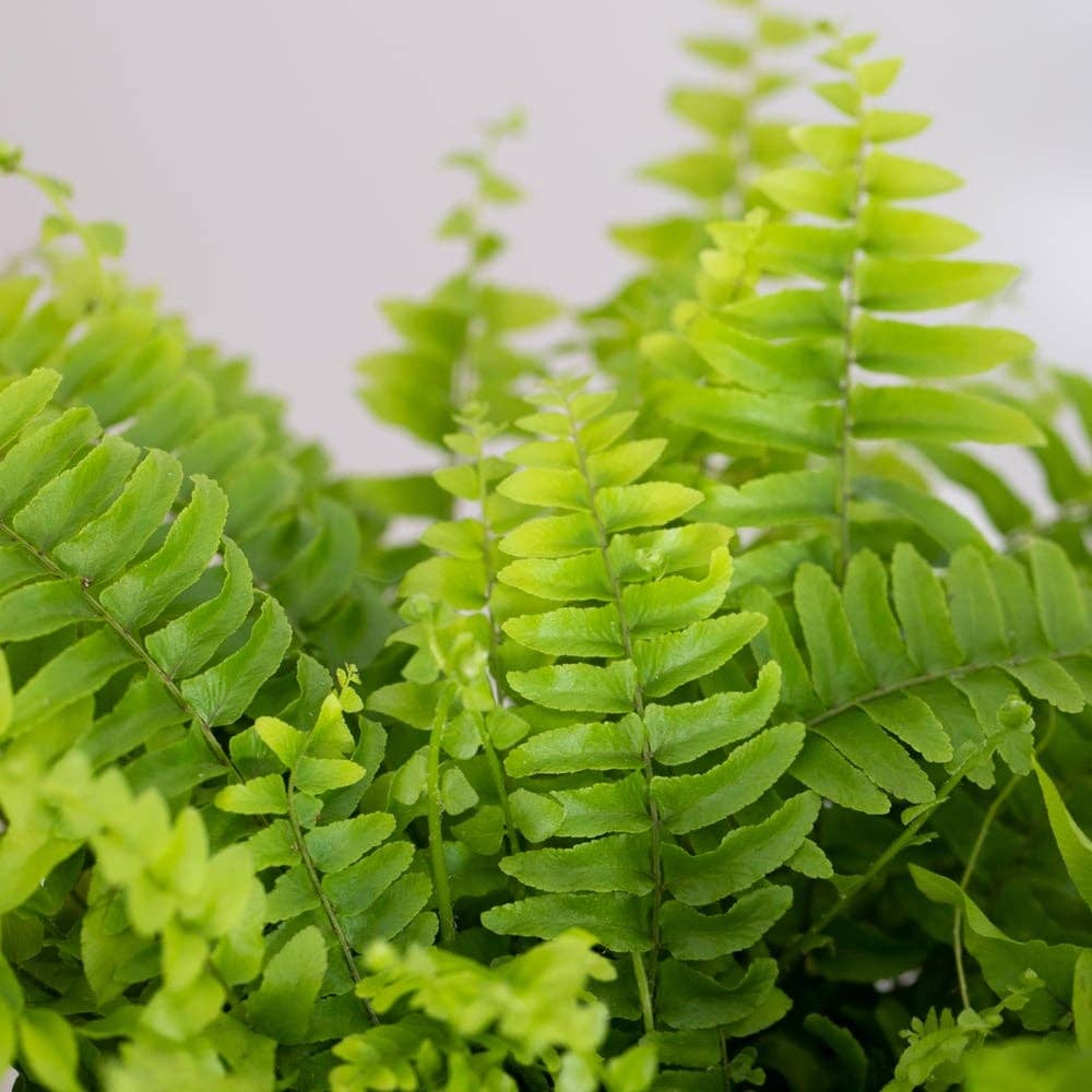 The Little Botanical – wholesale Live plant – British Grown Boston Fern7