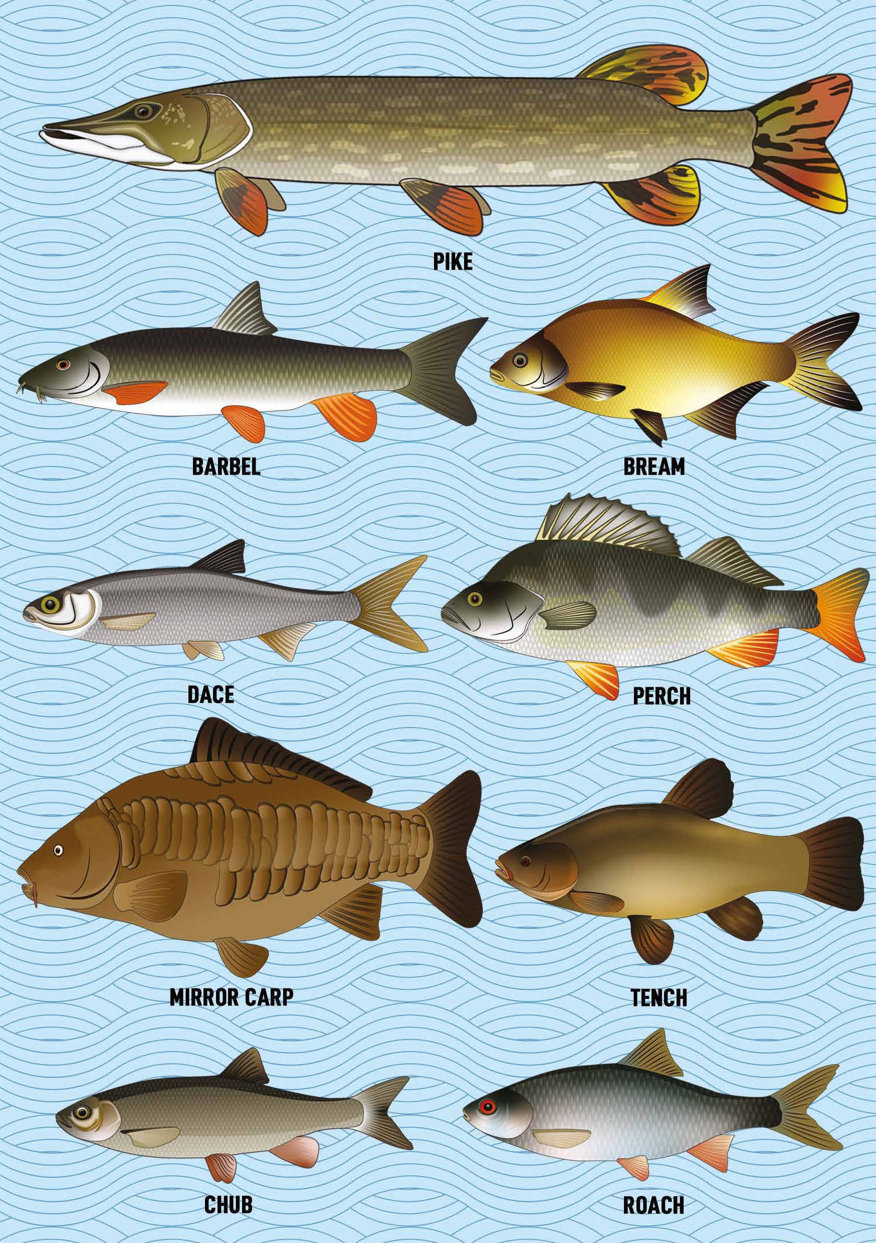 Coach House Partners – wholesale Notebook – Coarse Fish Notebook (A5 120 Lined Pages)2