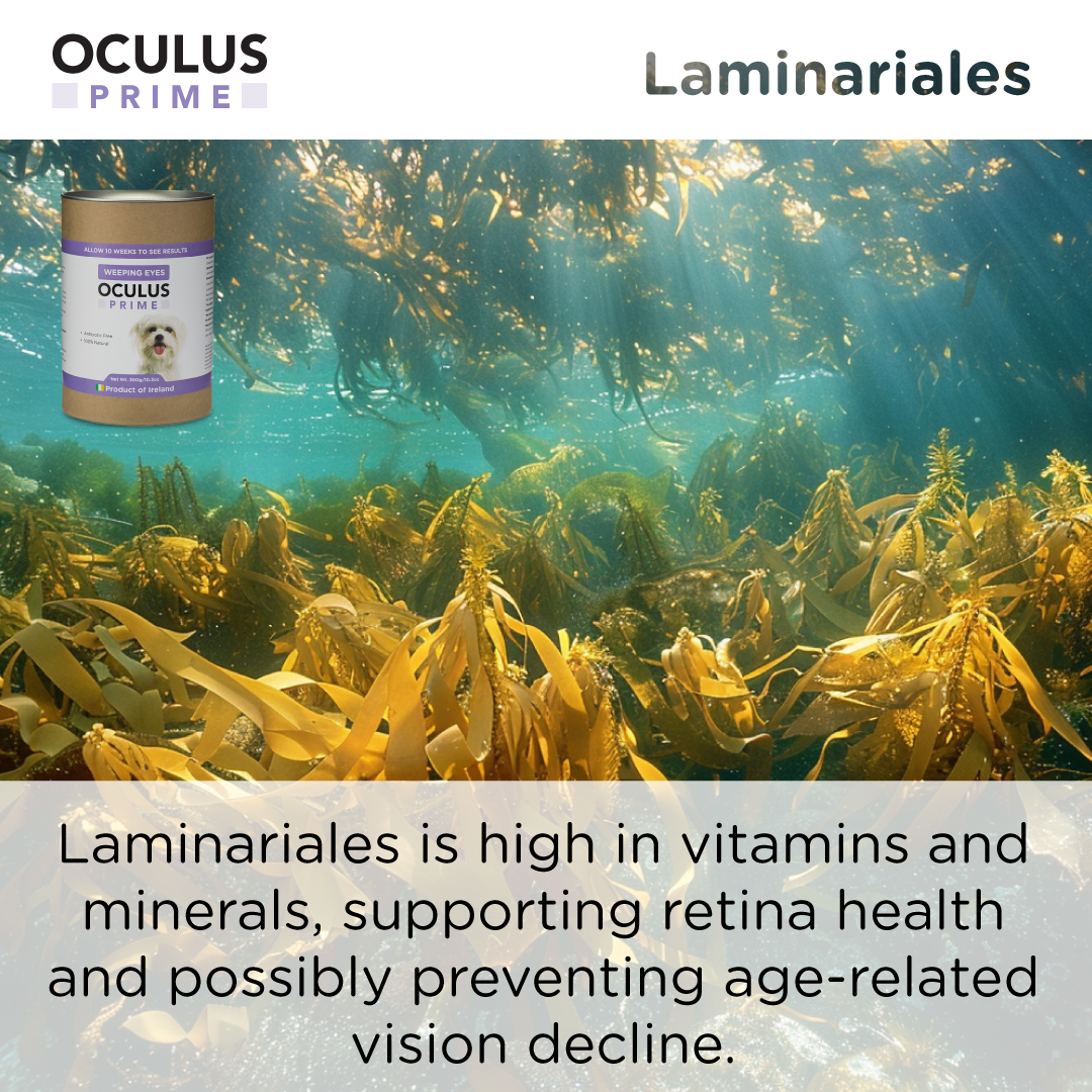 Seaweed For Dogs – wholesale Pet supplement – Dog – Oculus Prime | Control Weeping Eyes Naturally6