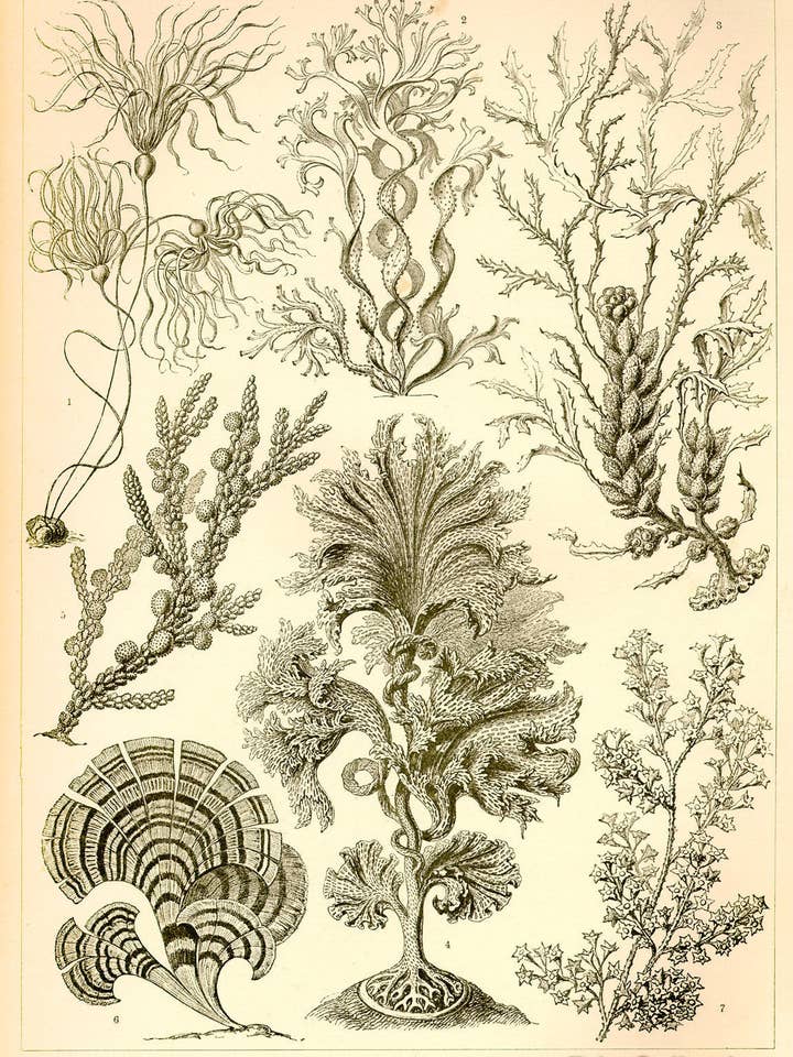 Fucoideae - Scheiben-Strahlinge - Heliodiscus Art Print for wholesale by Print Collection