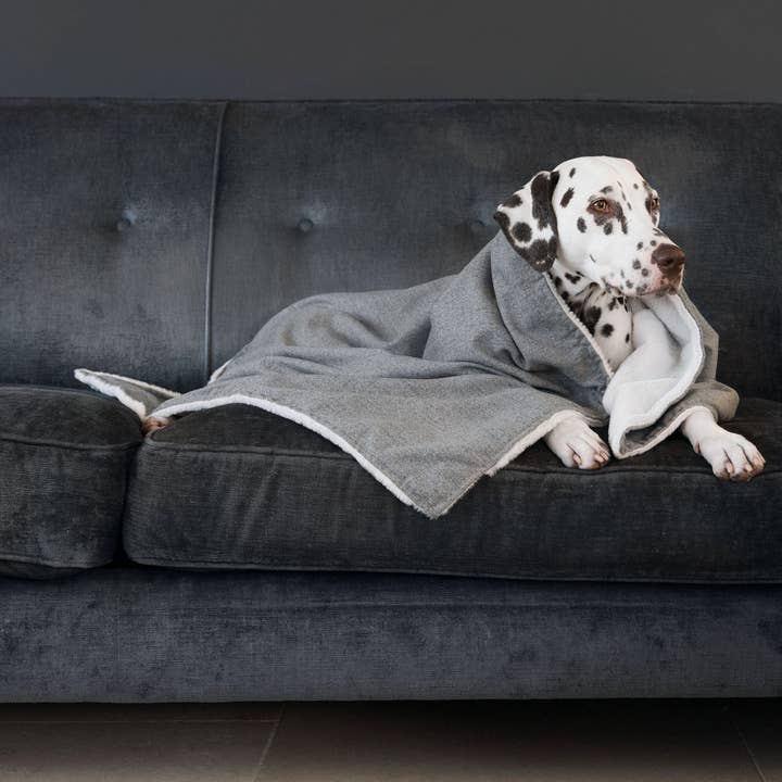 Manta para perros y cachorros en Inchmurrin Ground para venta al por mayor de Lords and Labradors