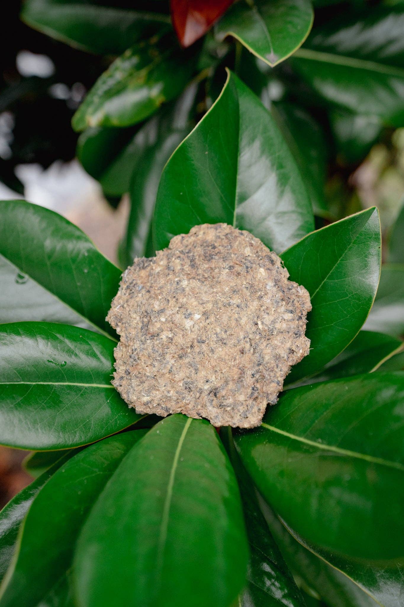 Love Liparu - Wholesale Pet Treats - Dog - WHOLE PREY GROUND QUAIL | Freeze-Dried Dog + Cat Treat